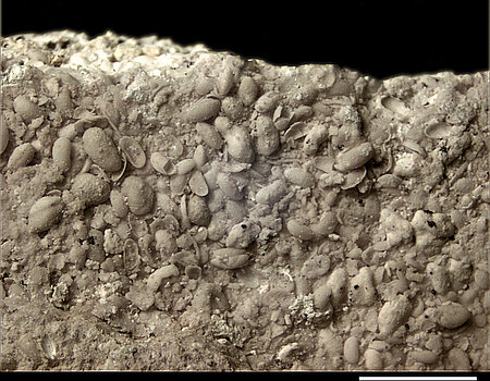 Sabbia calcarea della sponda del lago ricca di fossili: ostracodi grandi alcuni millimetri del genere Strandesia, zona a nord-ovest di Maihingen (G. Arp, Università di Göttingen)